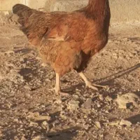 مرغ محلی