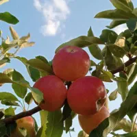 سیب برای فروش به صورت عمده وکیلویی