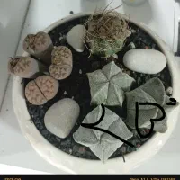 گل گیاه|گل و گیاه طبیعی|مشهد, شهرک صنعتی توس|دیوار