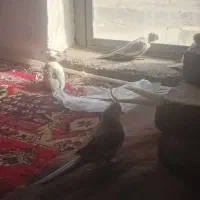 عروس هلندی