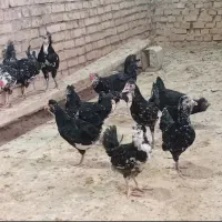 جوجه گلین