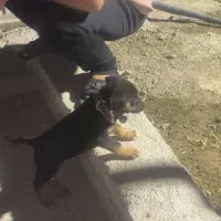 گمشده /توله / دو تومن مژدگانی