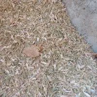 کاه لوبیا و سفید