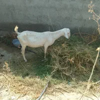 گوسفند ماده فروشی