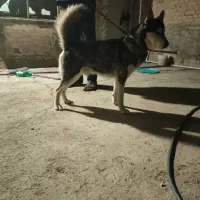 واگزاری سگ هاسکی ق ۱۰