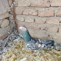 کفتر|حیوانات|همدان, |دیوار