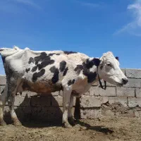 گاو|حیوانات مزرعه|تربت جام, معدآباد|دیوار