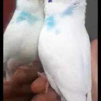 مرغ عشق گمشده