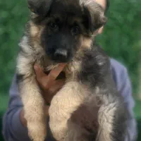 ژرمن شپرد و دوبرمن|سگ|تهران, شهرک غرب|دیوار