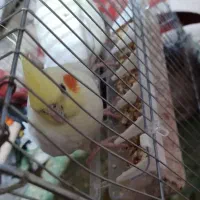 عروس هلندی لوتینو و خاکستری|پرنده|فامنین, |دیوار