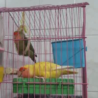 طوطی برزیلی