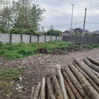 خرید فروش چوبهای صنوبر وجنگلی