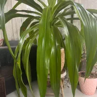 گل پانداتوس خارجی
