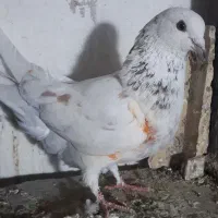 کبوتر دو تا ماده تهرانی و یه نر دو رگ