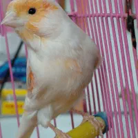 قناری عروس مرغ عشق