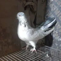 کبوتر کله دم سبز / سرخ / زاغ / سبز / کفتر پرشی|پرنده|فلاورجان, |دیوار