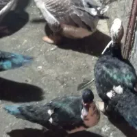 غاز و اردک خارجی|حیوانات مزرعه|قائم‌شهر, |دیوار