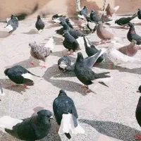 دسته 20 تایی دم سفید عتیقه|پرنده|اهواز, کمپلو جنوبی|دیوار