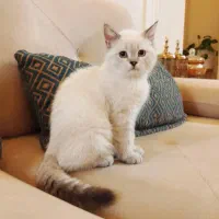 گربه بریتیش هیمالین