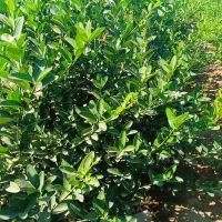 فروش نخل خرما ونهال مرکبات ارسال رایگان|گل و گیاه طبیعی|یزد, |دیوار