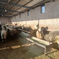 بره نر|حیوانات مزرعه|مرودشت, فرهنگ|دیوار