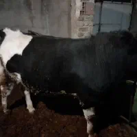 گوساله سیمنتال درجه یک ۶راس