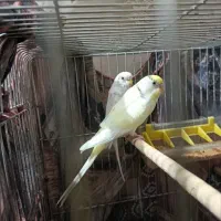 مرغ عشق