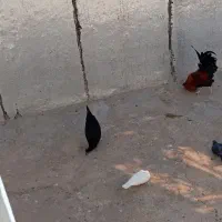 مرغ و خروس محلی