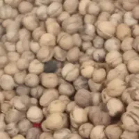 فروش گردو تضمین شده