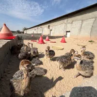 جوجه شترمرغ|حیوانات مزرعه|مشهد, تبادکان|دیوار