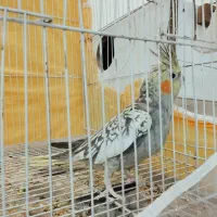 عروس هلندی جفت|پرنده|مشهد, شهرک مطهری|دیوار