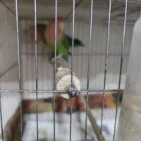 فروش پرنده|پرنده|لشت نشا, |دیوار