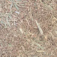 کاه بذر جارو غذای مقوی برای گوسفندان