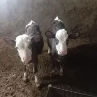 گوساله سمینتال نر ماده|حیوانات مزرعه|دوزین, |دیوار