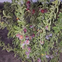 زمین باغی حاجی آباد