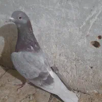 یاهو جنس و لچکی|پرنده|کرمانشاه, |دیوار