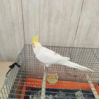 عروس هلندی ماده|پرنده|صباشهر, |دیوار