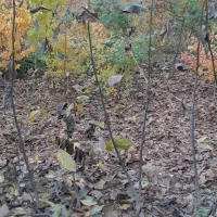 نهال گردو محلی درجه یک ضمانتی|گل و گیاه طبیعی|بجنورد, |دیوار