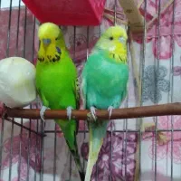 مرغ عشق انگلیسی گرید A