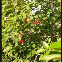 خانه باغ|فروش خانه و ویلا|اصفهان, باغ فدک|دیوار