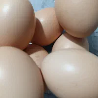 تخم مرغ محلی