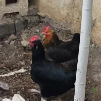 مرغ و خروس