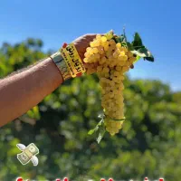 نهال انگور، گردو، گلابی