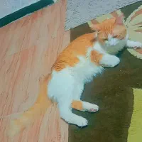 واگذاری گربه