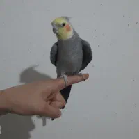 عروس هلندی|پرنده|ساوه, |دیوار