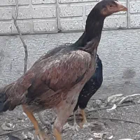 مرغ لاری ( ایام سمایی ) گلین