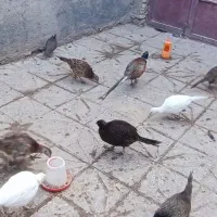 خروس آمریکایی|حیوانات مزرعه|بن, |دیوار