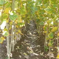 نهالستان صنوبر|خدمات باغبانی و درختکاری|شوط, |دیوار