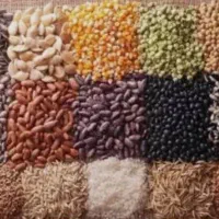 بذر سبزی جات خارجی|گل و گیاه طبیعی|شیراز, آزادگان|دیوار