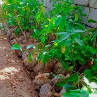 گل گیاه و نهال|گل و گیاه طبیعی|بم, |دیوار